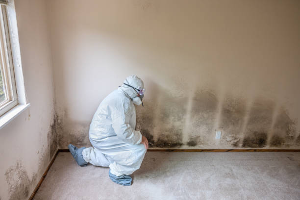 Warrensburg, MO Mold Removal Company